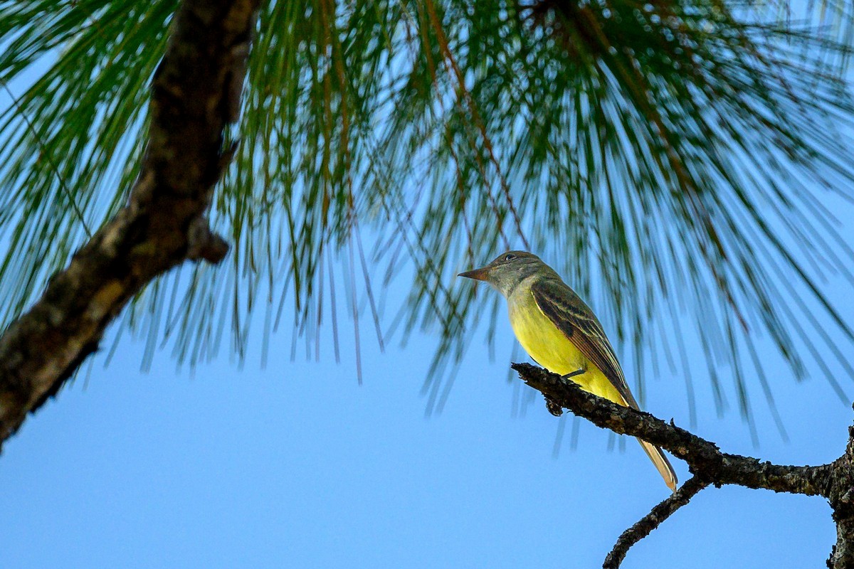 Great Crested Flycatcher - ML643497409