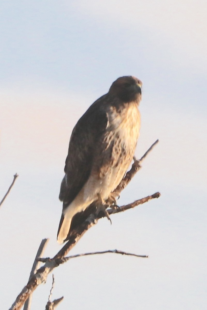 Red-tailed Hawk - ML643497410