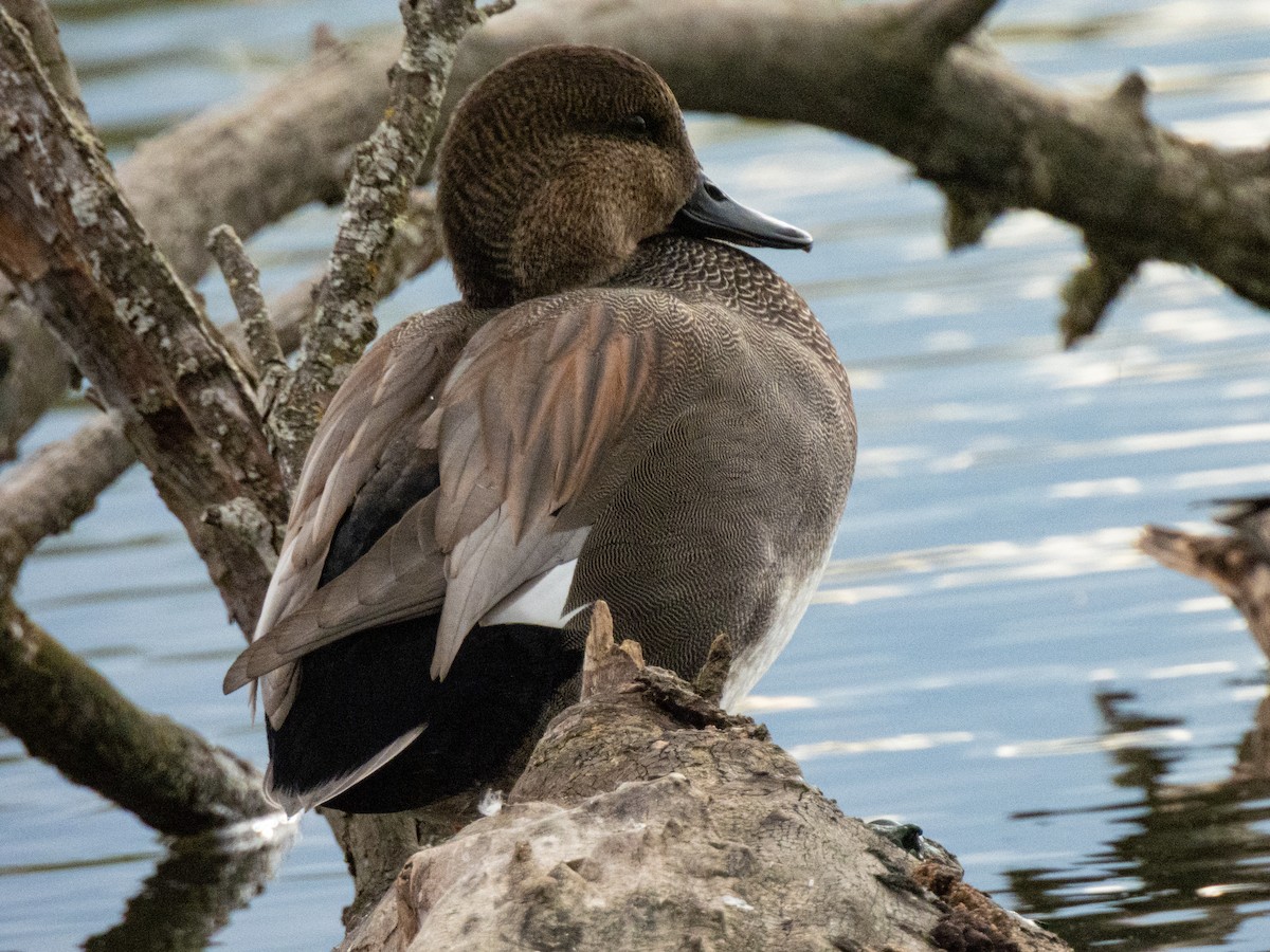 Gadwall - ML643497415