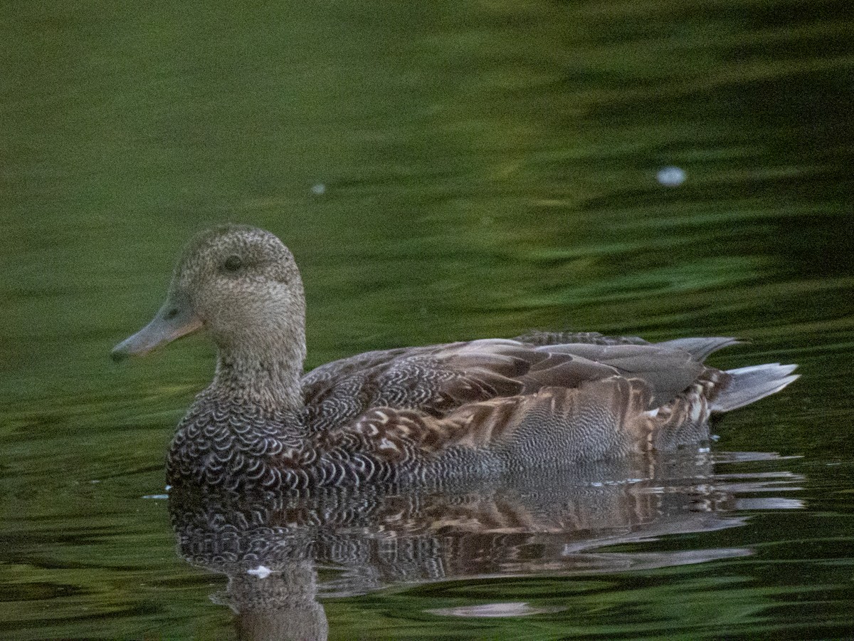 Gadwall - ML643497416