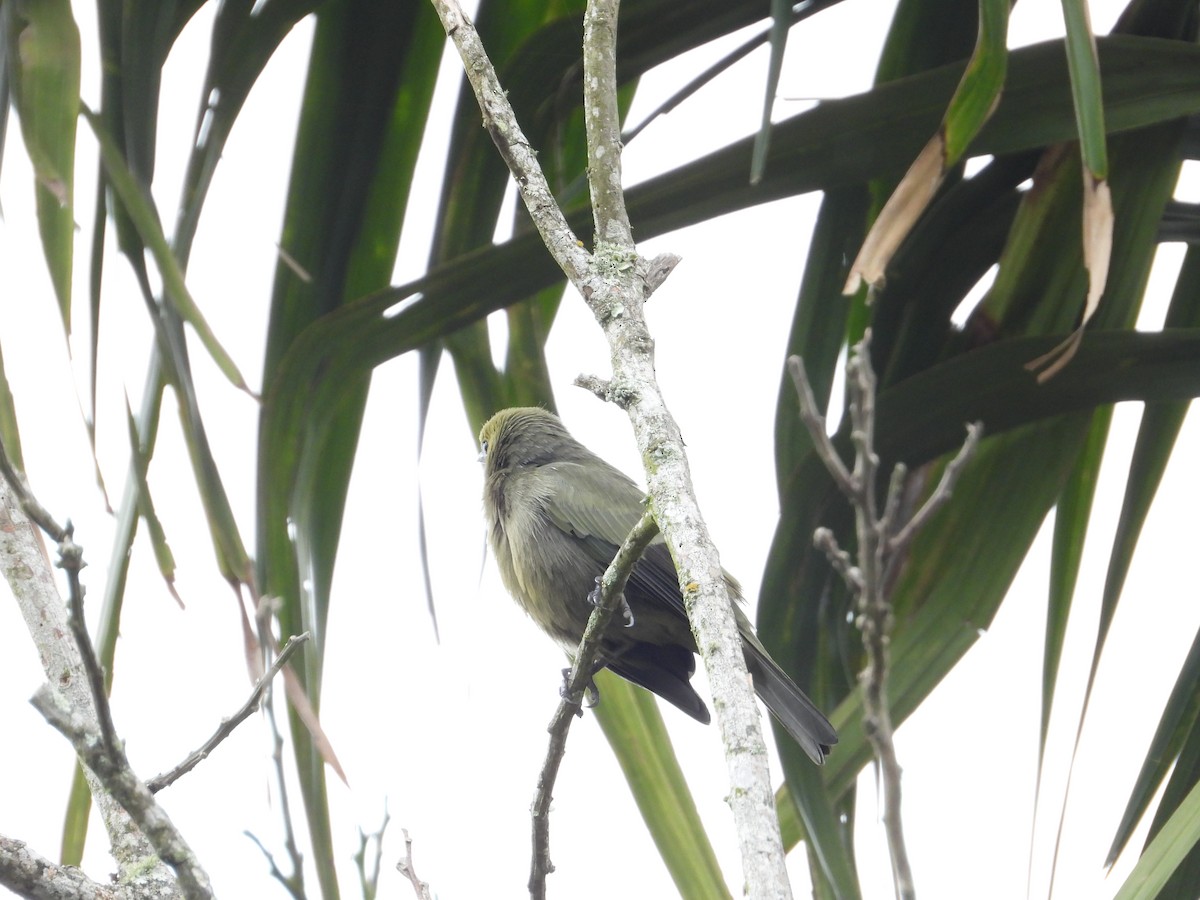 Palm Tanager - ML643497433