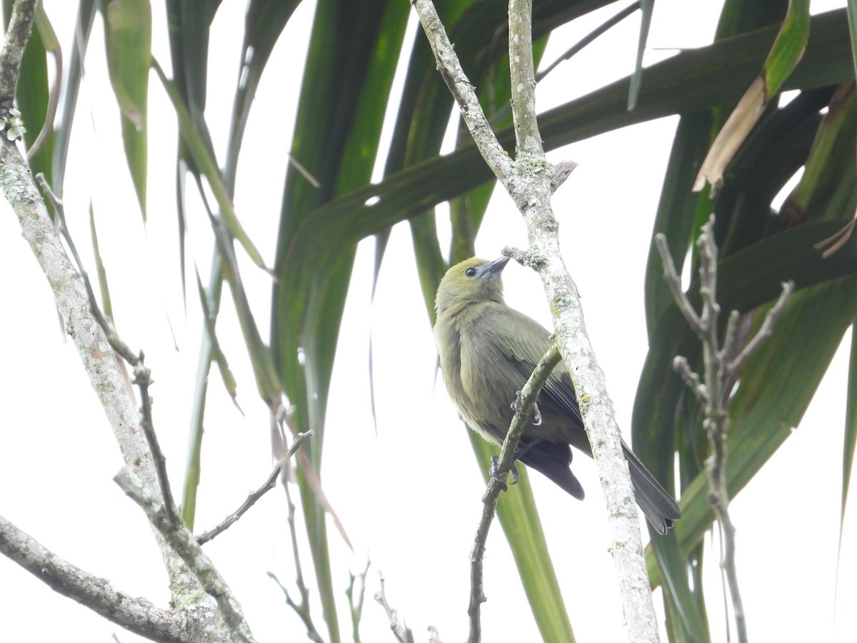 Palm Tanager - ML643497434