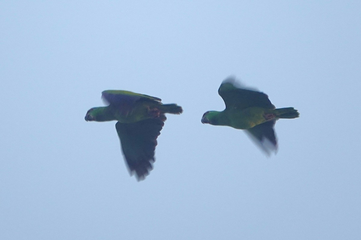 Festive Amazon - ML643497436