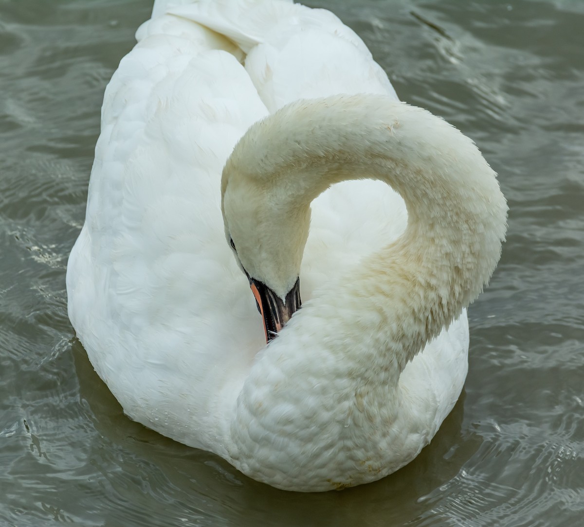 Mute Swan - ML643497441