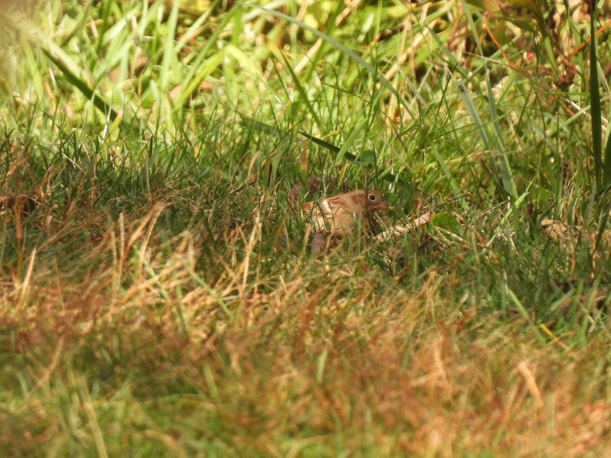 Field Sparrow - ML643497461