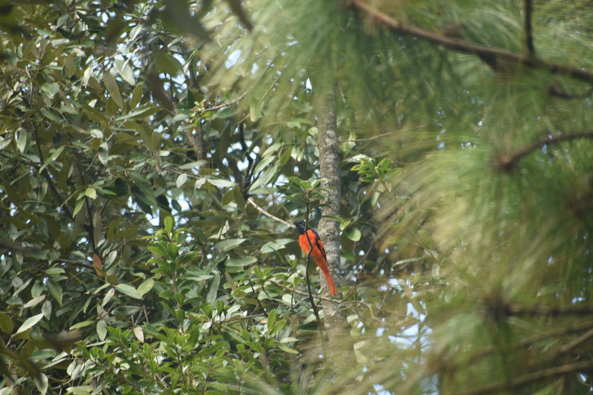 Minivet écarlate - ML643497464