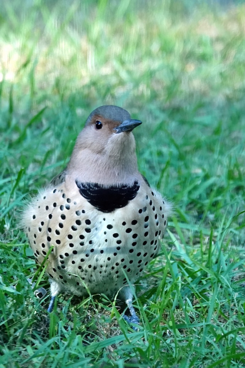Pic flamboyant (auratus/luteus) - ML643497465