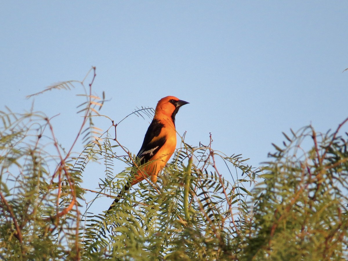 Altamira Oriole - ML643497477