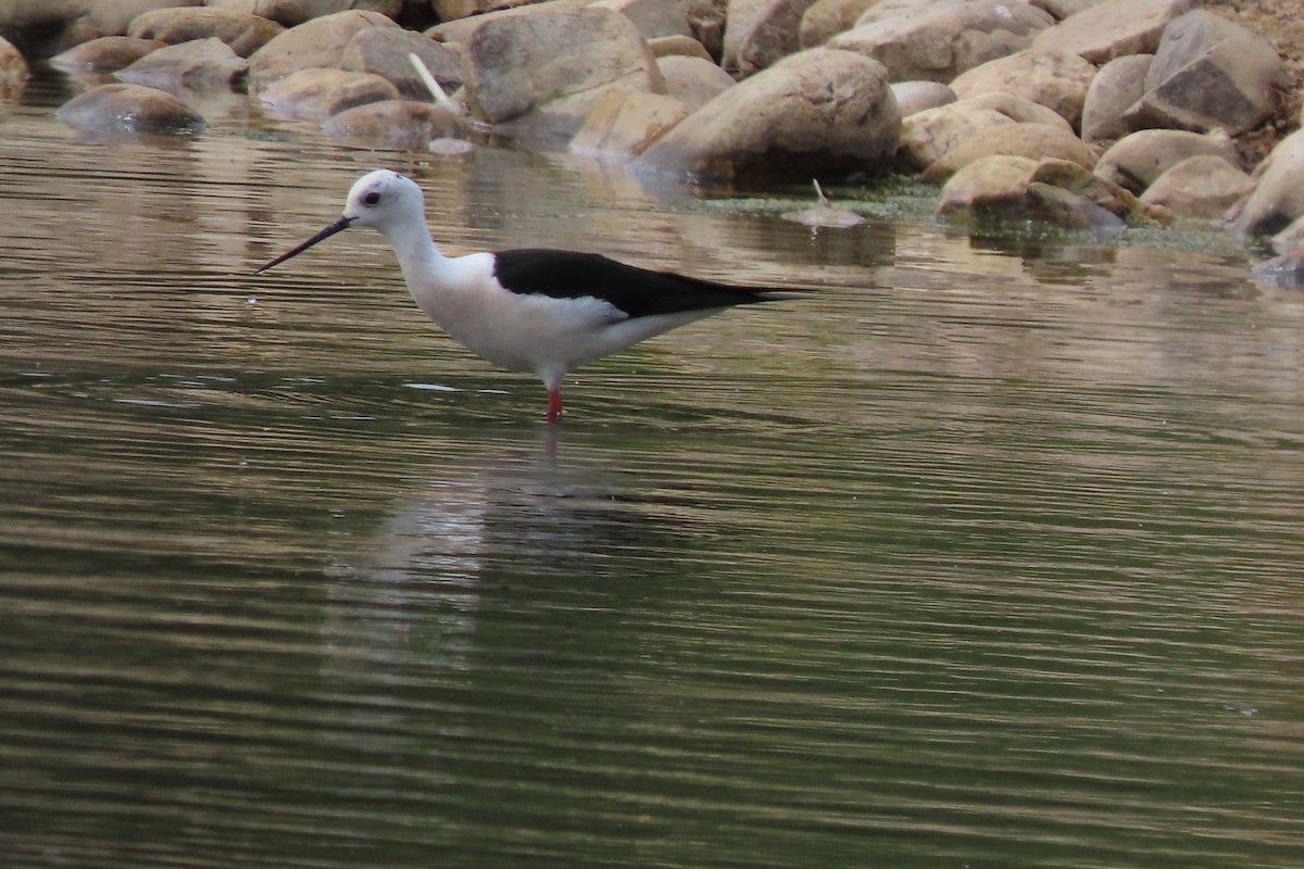 pisila čáponohá - ML643497484