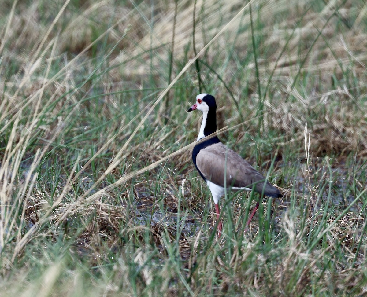 Long-toed Lapwing - ML643497491