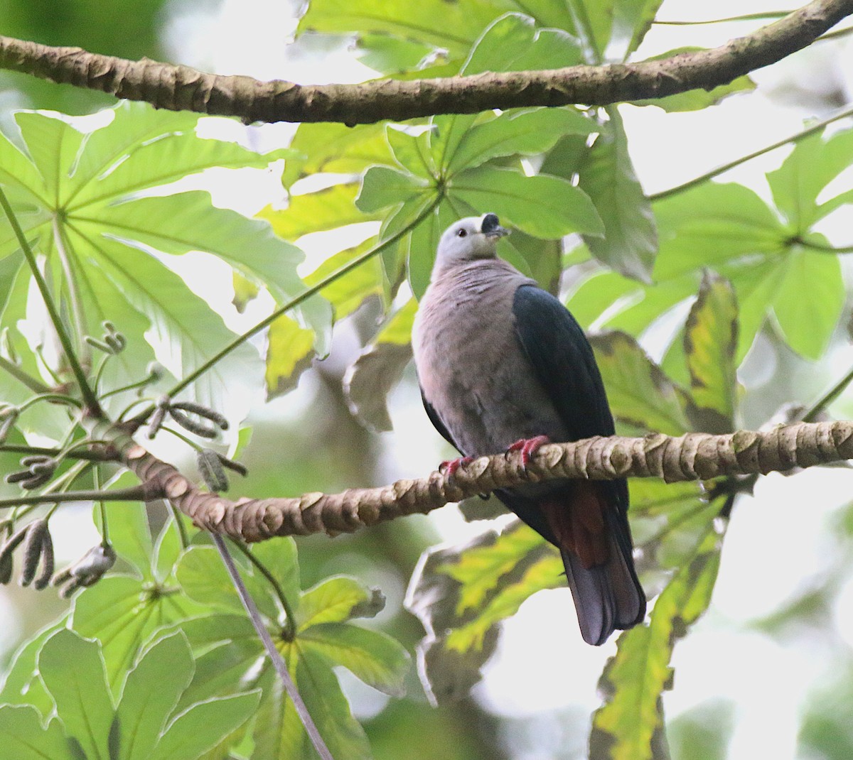 Pacific Imperial-Pigeon - ML643497496