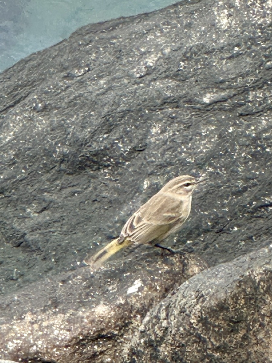 Palm Warbler - ML643497500