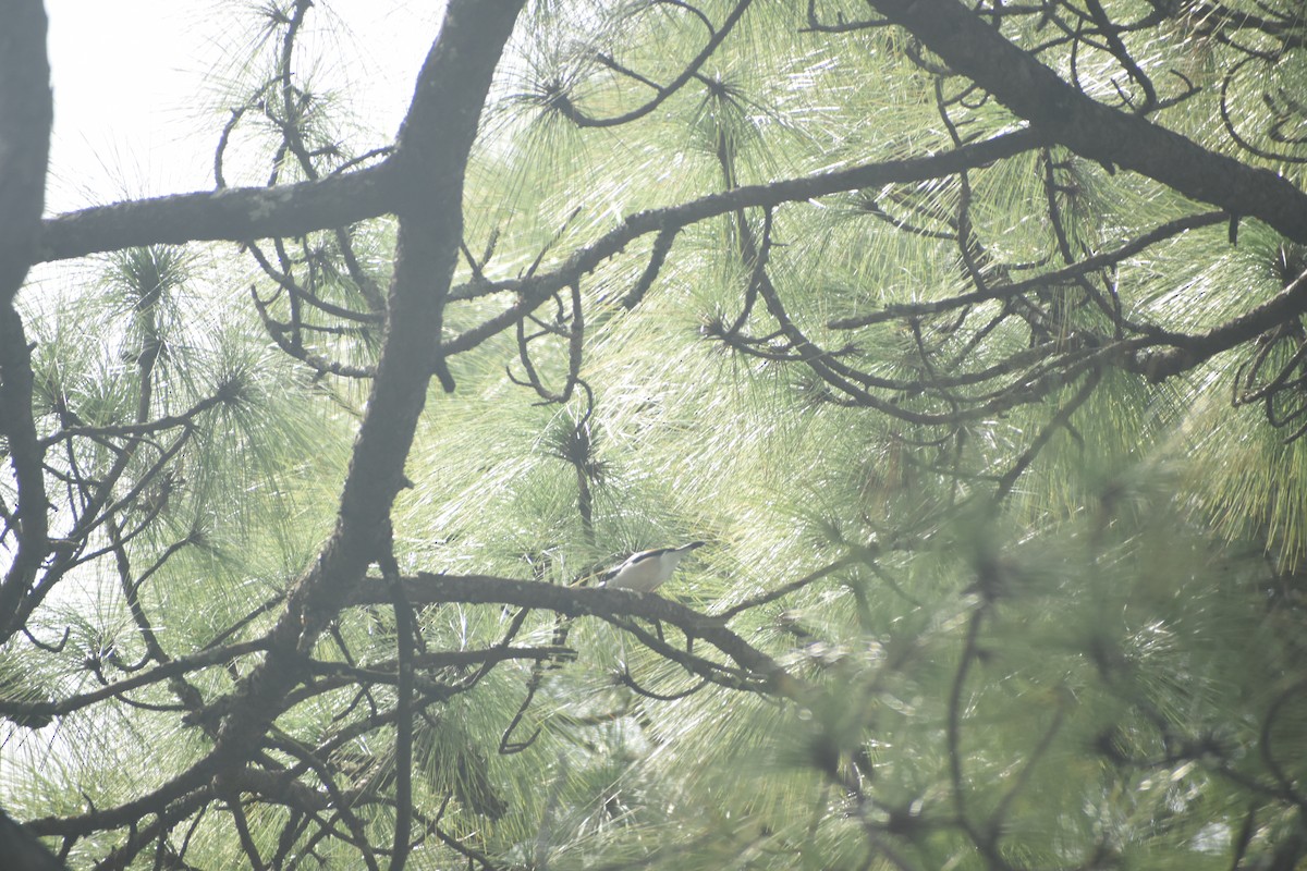 White-browed Shrike-Babbler - ML643497501