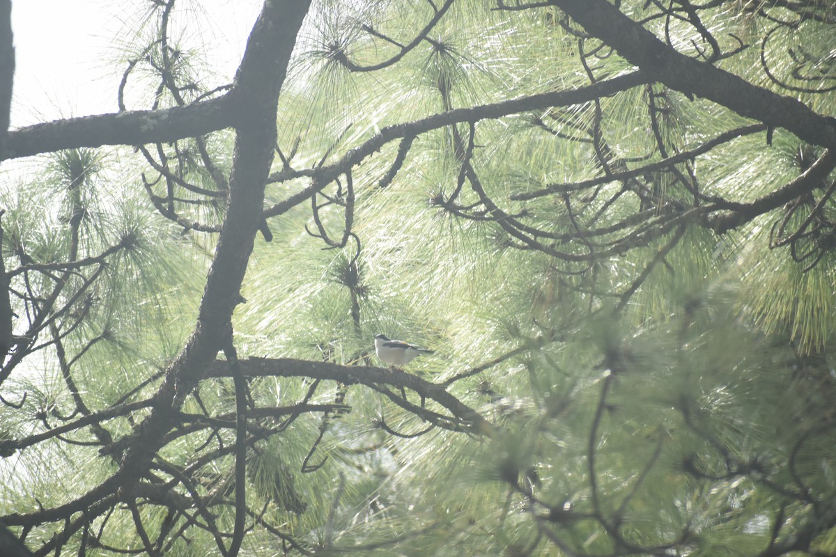 White-browed Shrike-Babbler - ML643497502