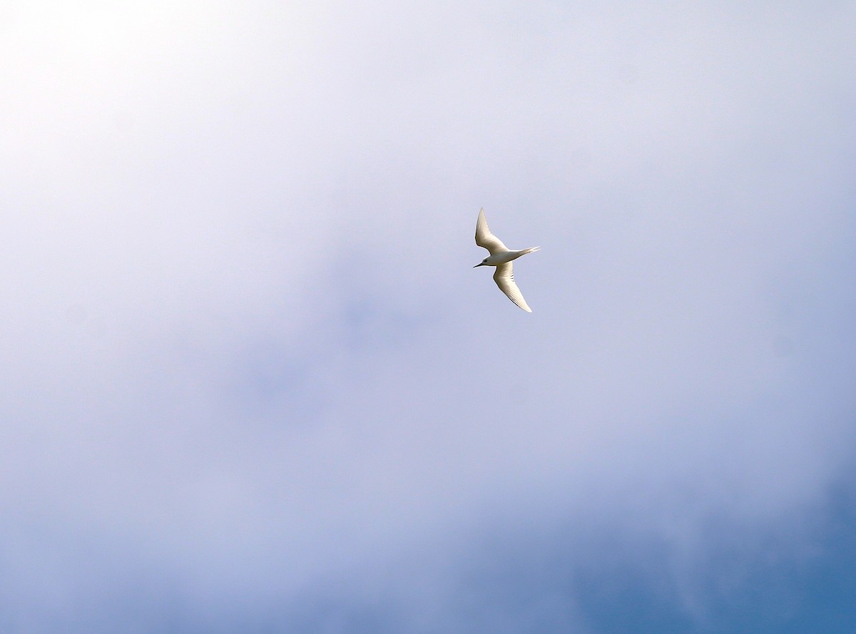 White Tern - ML643497503