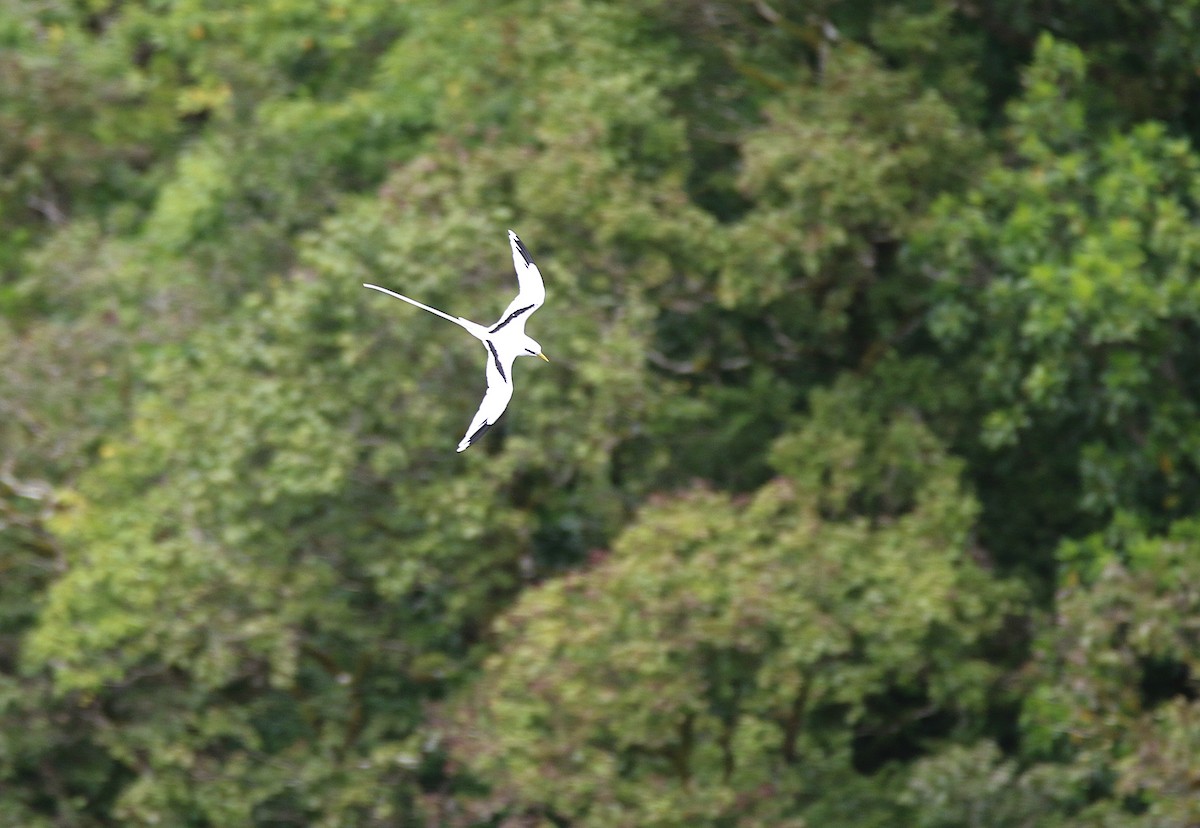 White-tailed Tropicbird - ML643497514