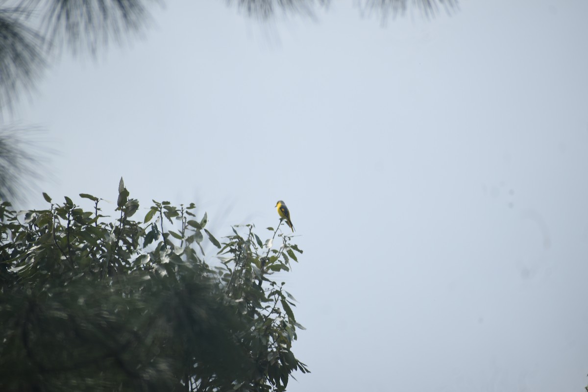 Minivet écarlate - ML643497533