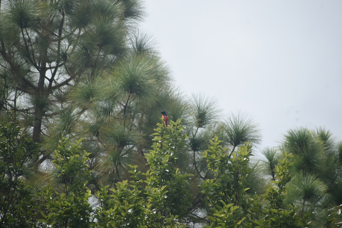 Minivet écarlate - ML643497534