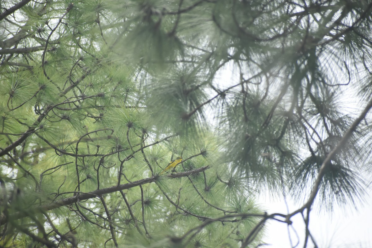 Minivet écarlate - ML643497536
