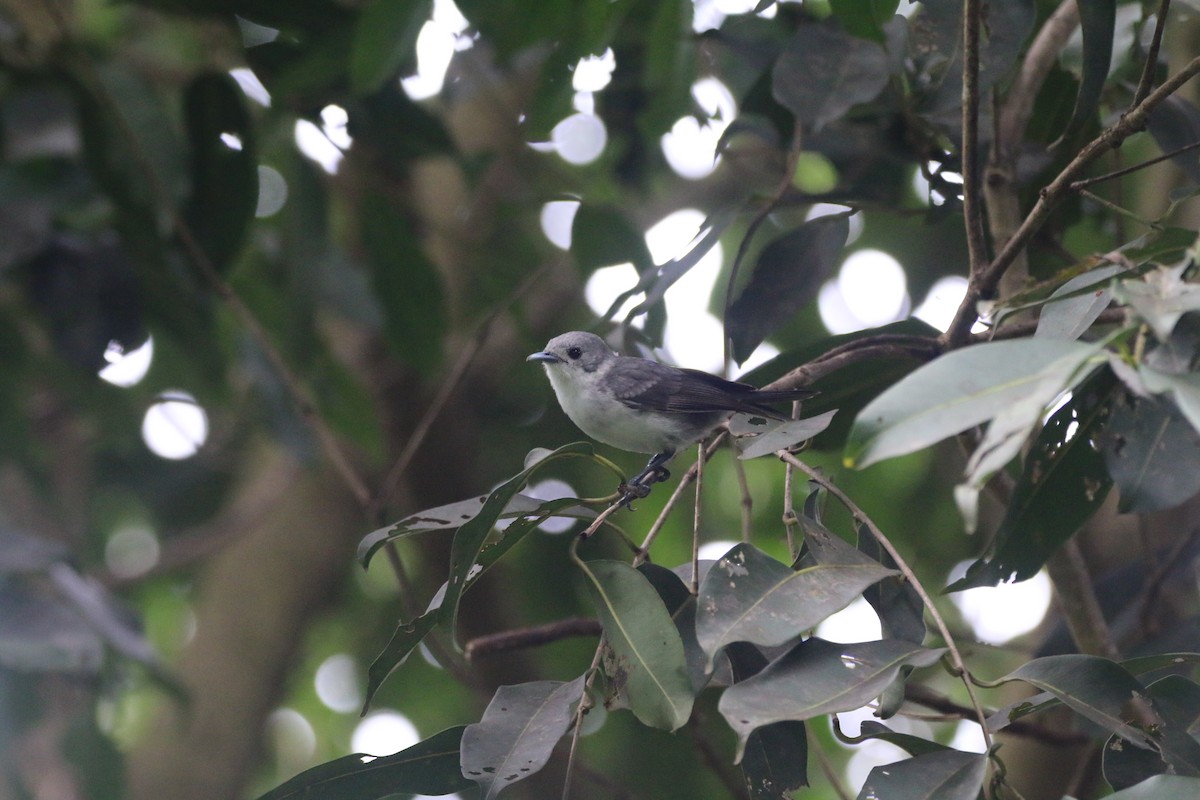 Rarotonga Monarch - ML643497544