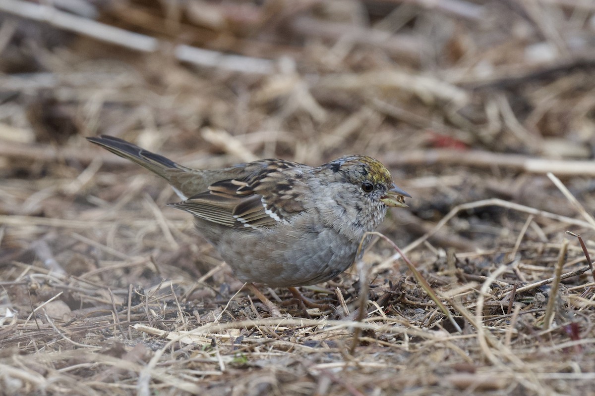 Golden-crowned Sparrow - ML643497547