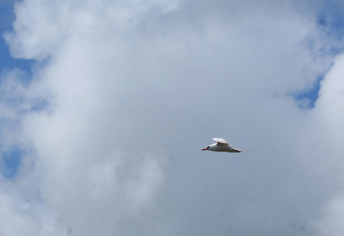 Red-tailed Tropicbird - ML643497555