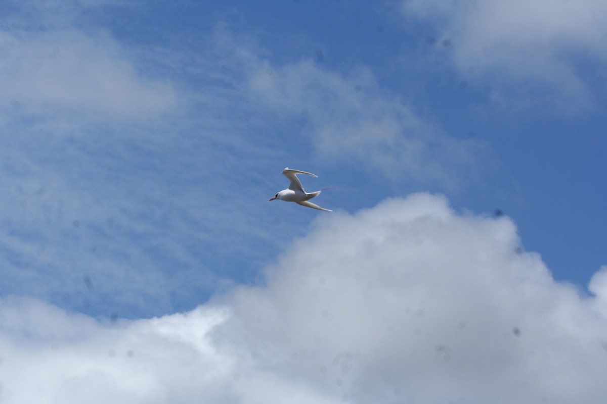 Red-tailed Tropicbird - ML643497556