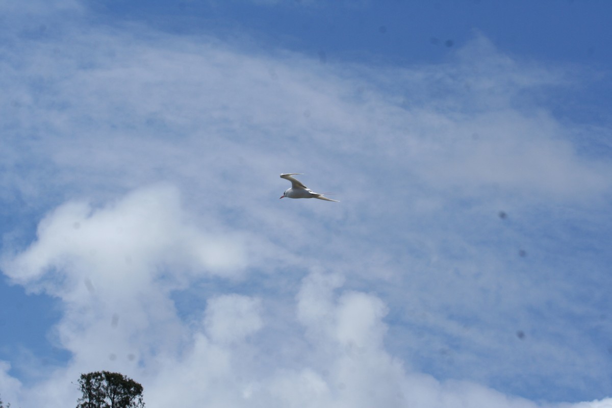 Red-tailed Tropicbird - ML643497557