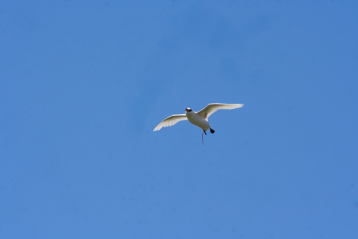 Red-tailed Tropicbird - ML643497558