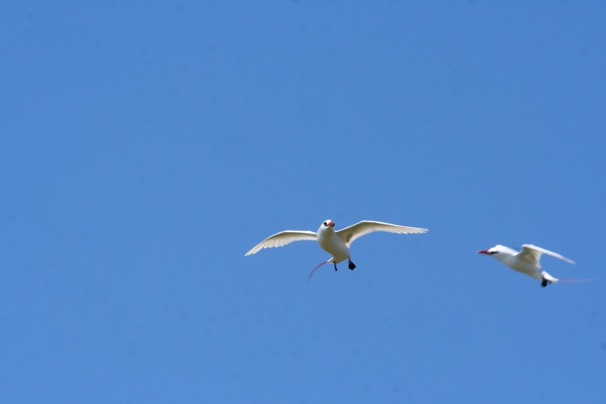 Red-tailed Tropicbird - ML643497559