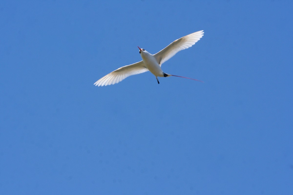 Red-tailed Tropicbird - ML643497561