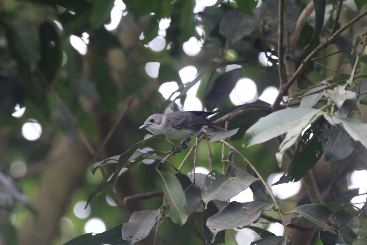 Rarotonga Monarch - ML643497562