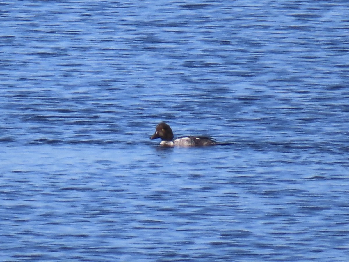 Common Goldeneye - ML643497579