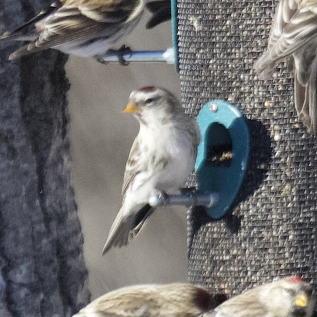 čečetka zimní (ssp. hornemanni/exilipes) - ML643497614