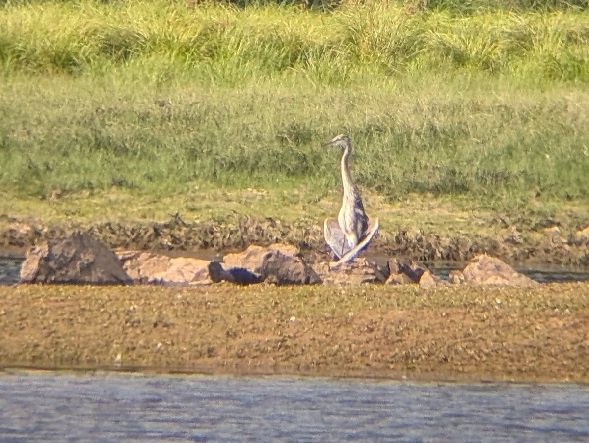 Great Blue Heron (Great Blue) - ML643497625