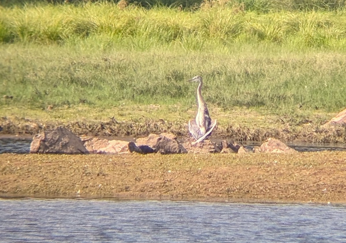 Great Blue Heron (Great Blue) - ML643497626