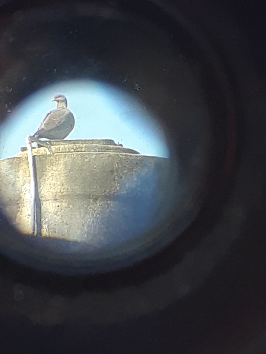 Picazuro Pigeon - ML643497630
