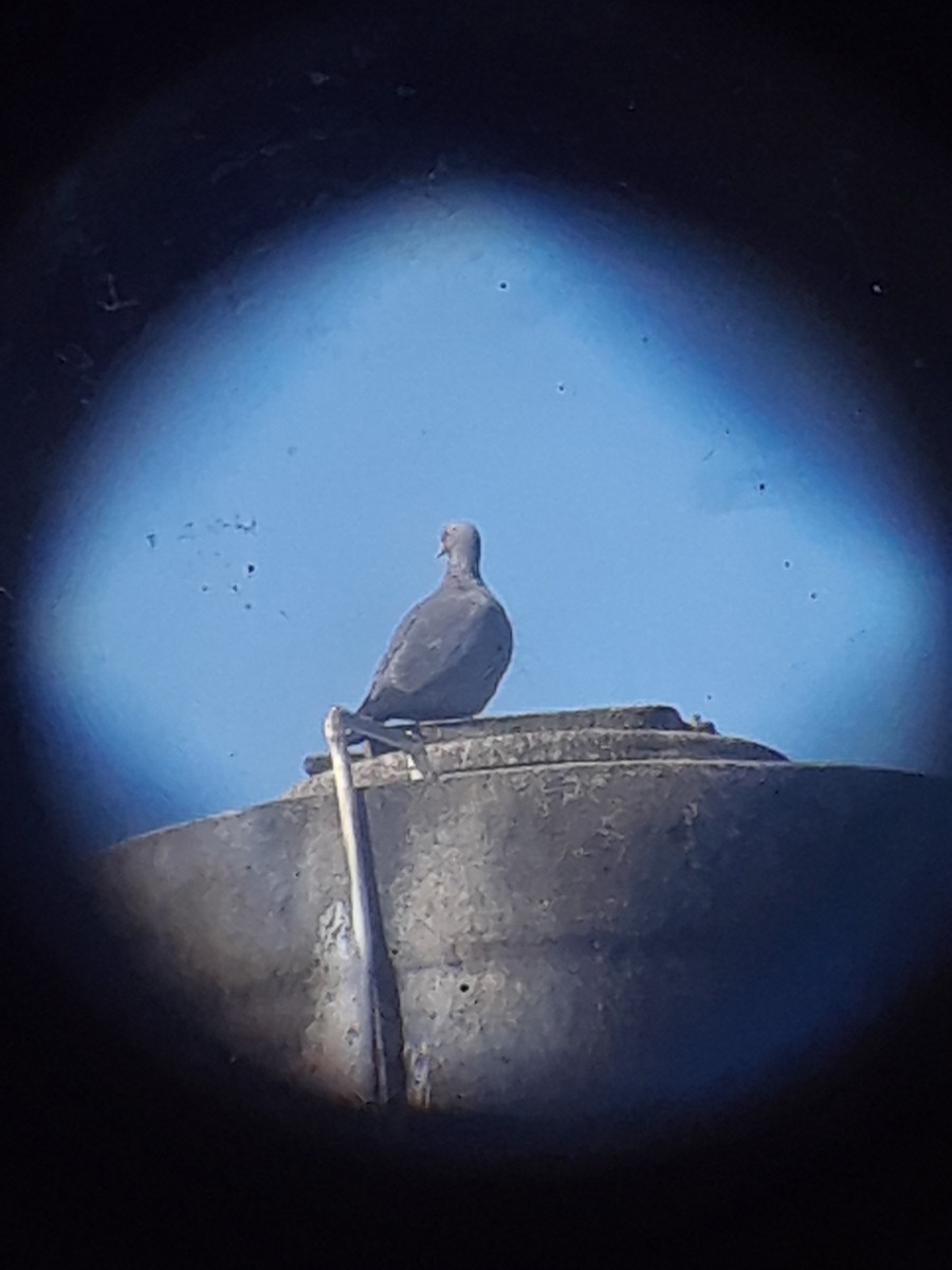 Picazuro Pigeon - ML643497631