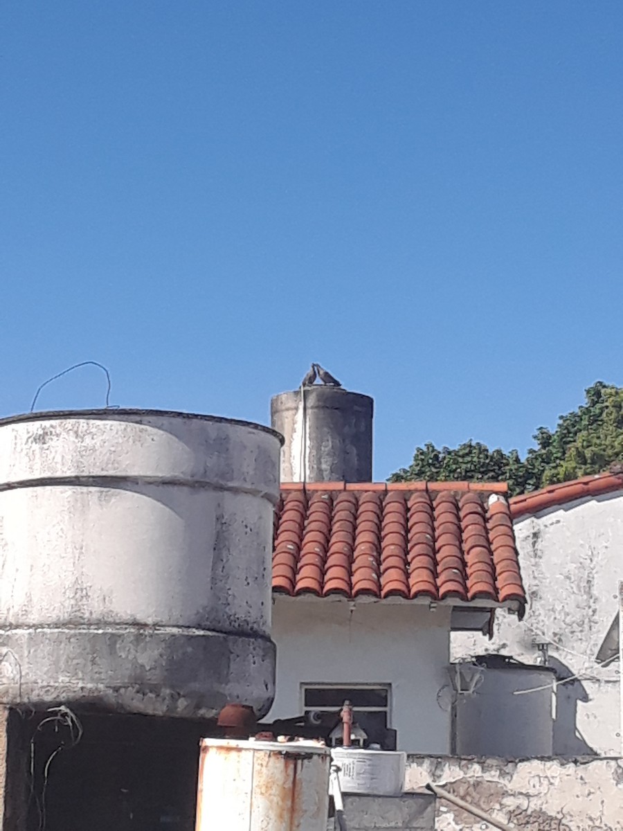 Picazuro Pigeon - ML643497632