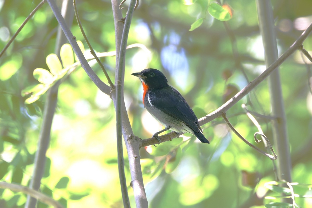 Gray-sided Flowerpecker - ML643497652