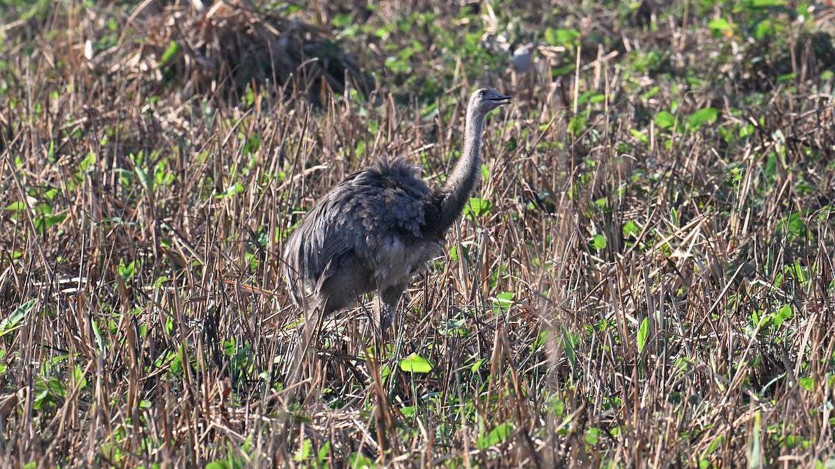 Greater Rhea - ML643497653