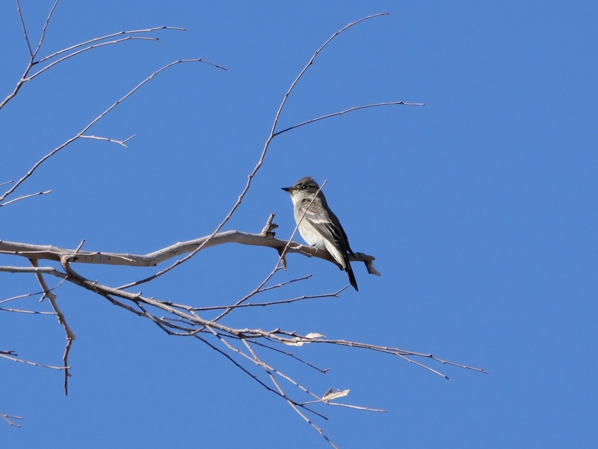 Western Wood-Pewee - ML643497657