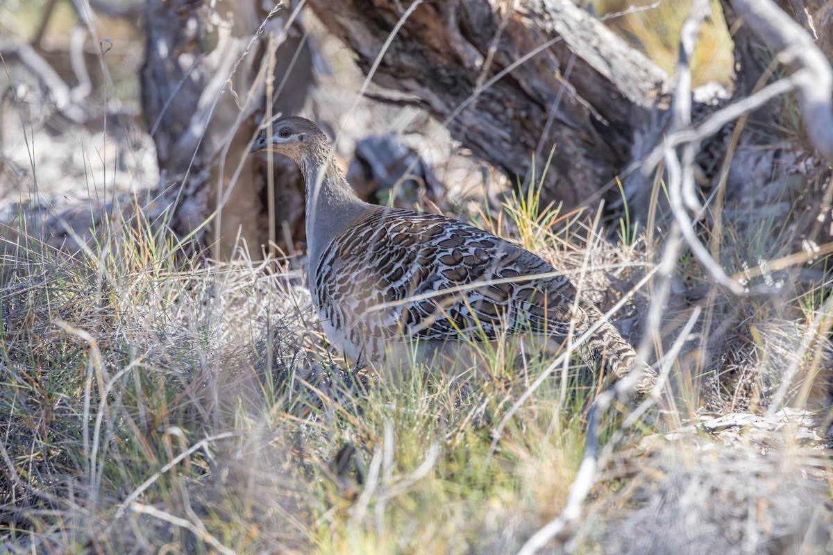 Malleefowl - ML643497660
