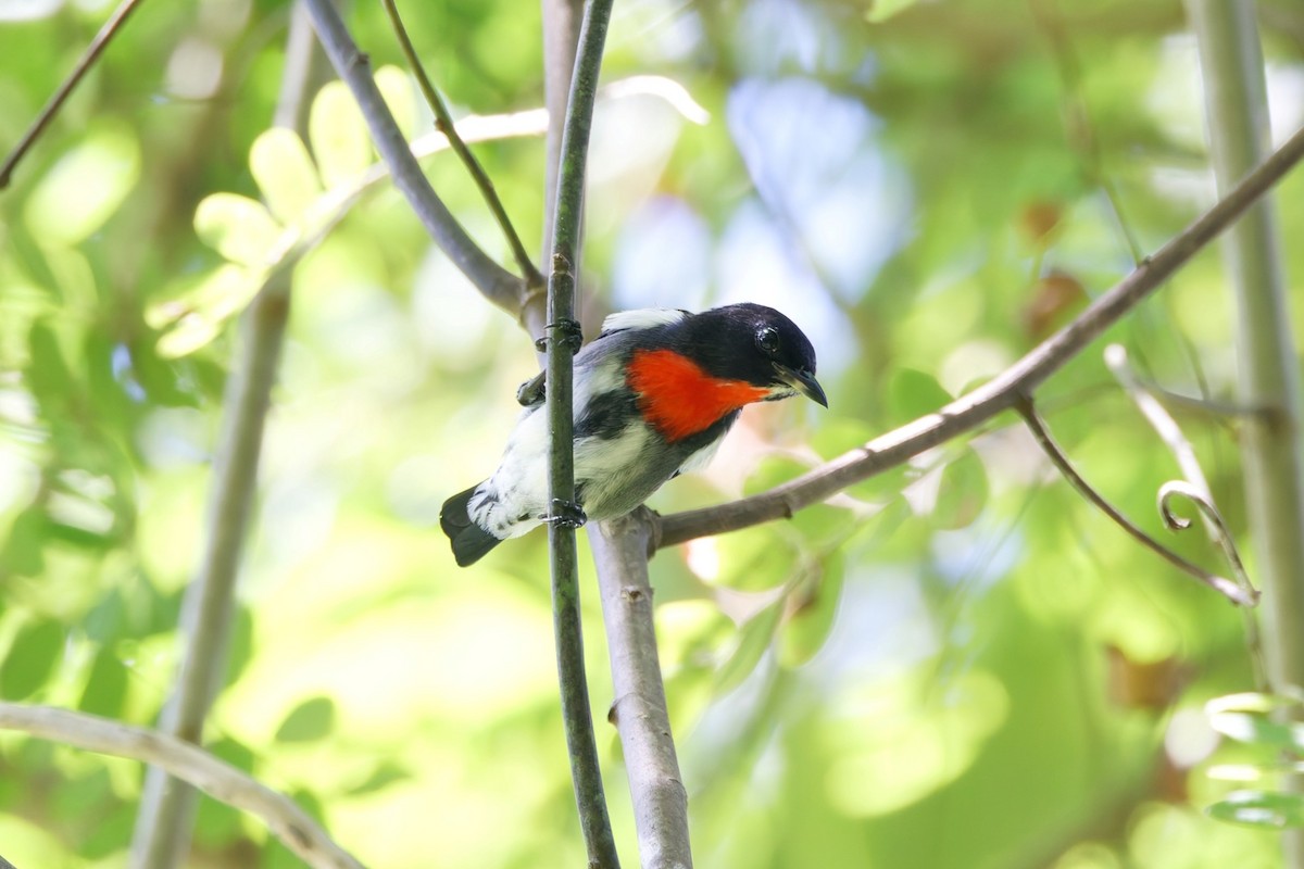Gray-sided Flowerpecker - ML643497661