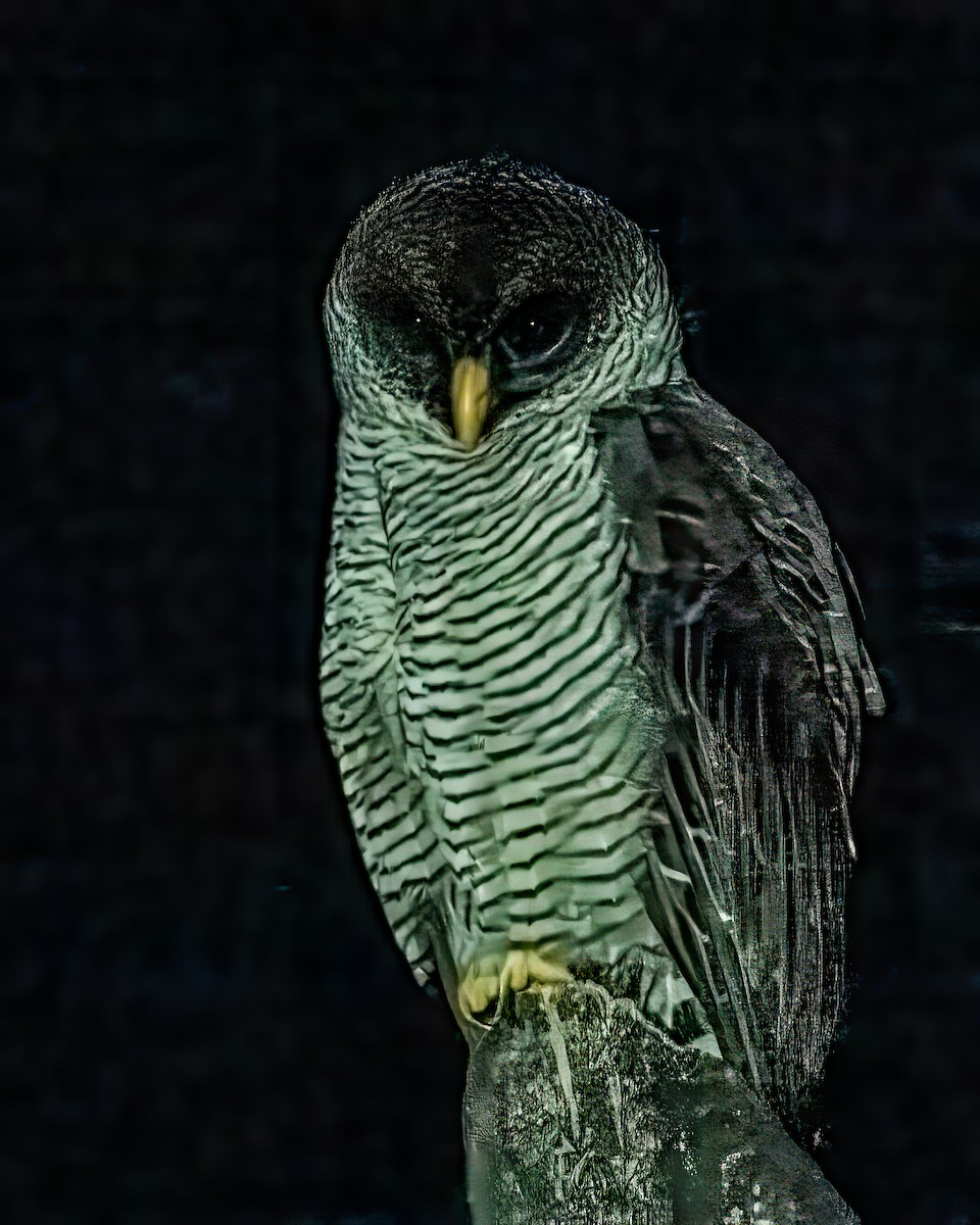 Black-and-white Owl - ML643497662