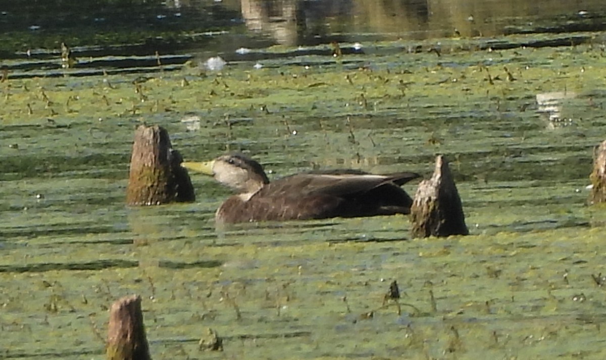 stokkand/rødfotand - ML643497678