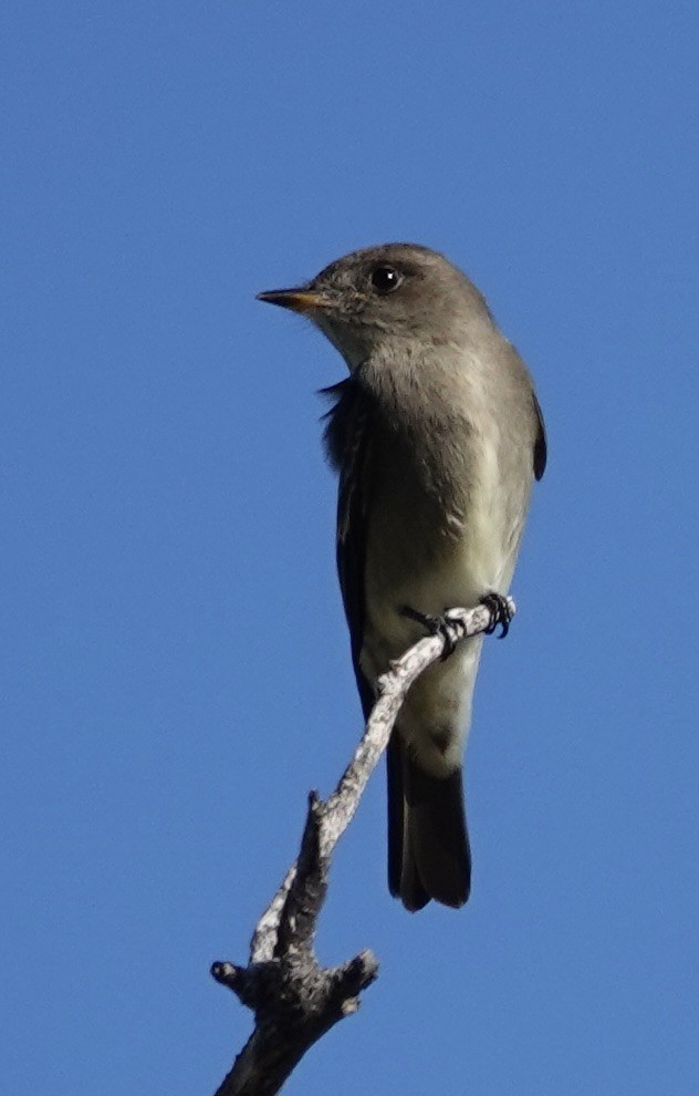 Western Wood-Pewee - ML643497684