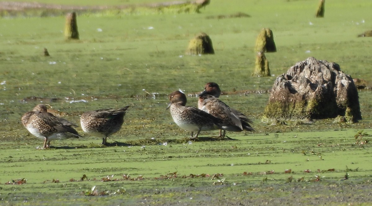 Green-winged Teal - ML643497689