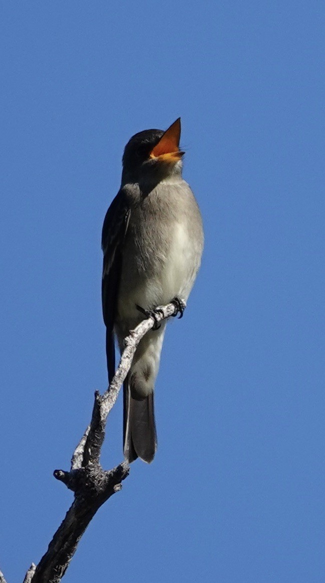 Western Wood-Pewee - ML643497690