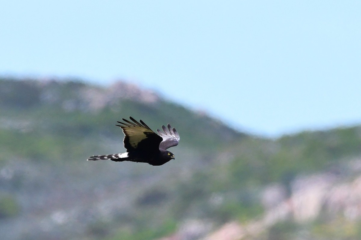 Black Harrier - ML643497691